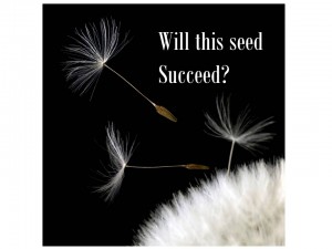 Will this seed Suceed